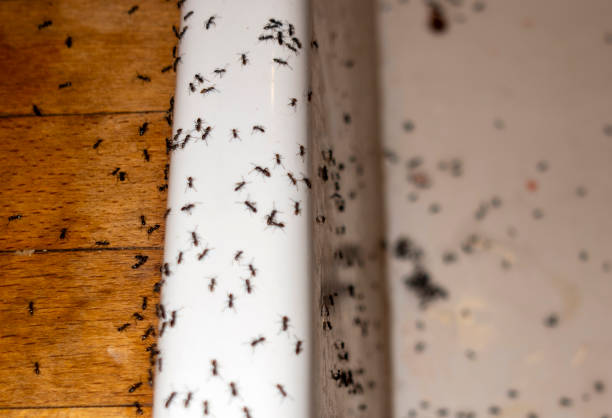  Larned, KS Pest Control Pros