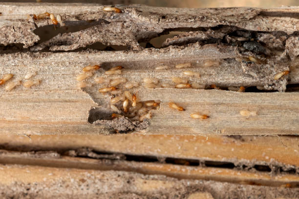 Best Termite Control Services  in Larned, KS