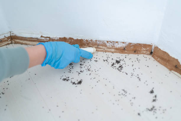 Best Wasp Removal Services  in Larned, KS